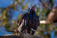 Z62_3420-Edit.jpg
