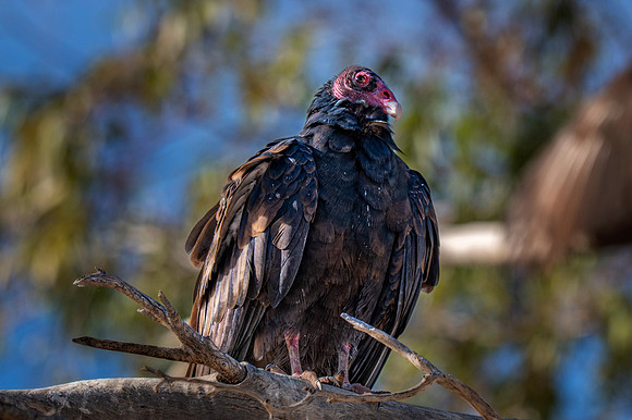 Z62_3420-Edit.jpg