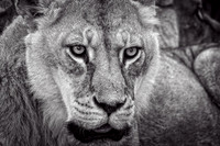 03,SE084,DB,Portrait_of_a_Lioness.jpg