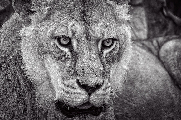 03,SE084,DB,Portrait_of_a_Lioness.jpg