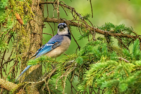_7206590-Edit.jpg