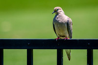 Z62_7372-Edit.jpg