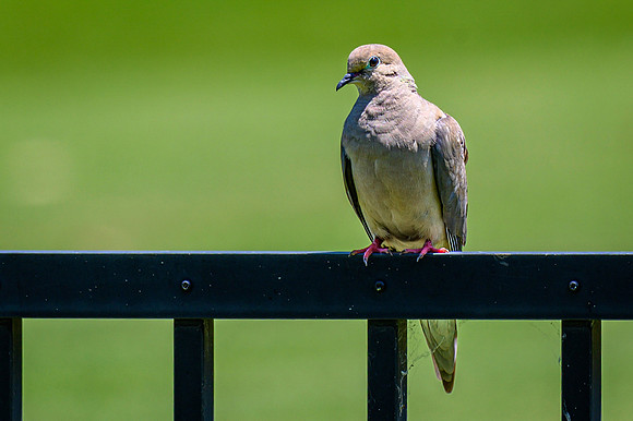 Z62_7372-Edit.jpg