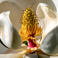 Z62_7391-Edit.jpg