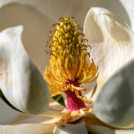 Z62_7391-Edit.jpg