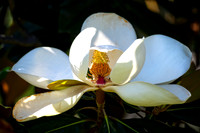 Z62_7369-Edit-Edit.jpg