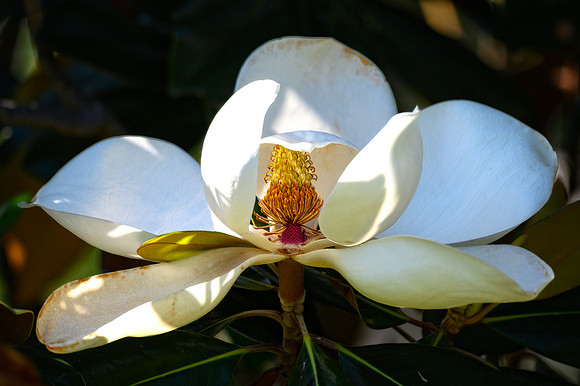 Z62_7369-Edit-Edit.jpg