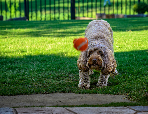 Z62_7438-Edit.jpg