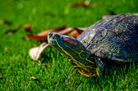 Z62_7508-Edit.jpg