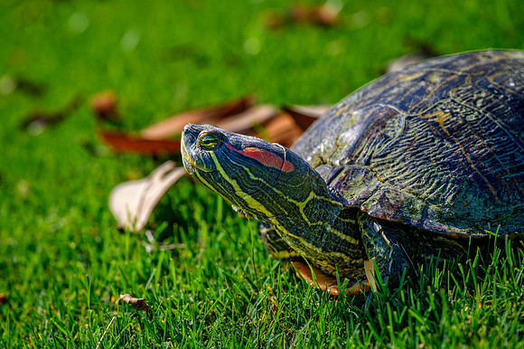 Z62_7508-Edit.jpg