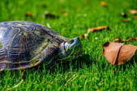 Z62_7493-Edit.jpg