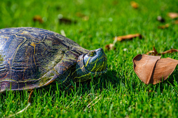 Z62_7493-Edit.jpg