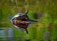 Z62_7899-Edit.jpg