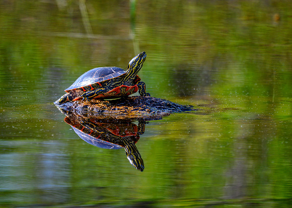 Z62_7899-Edit.jpg