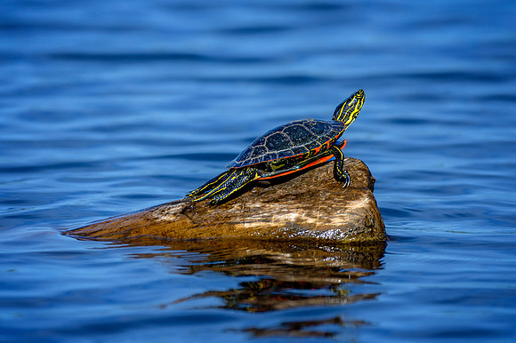Z62_7913-Edit.jpg