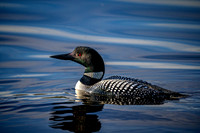 Z62_7839-Edit.jpg