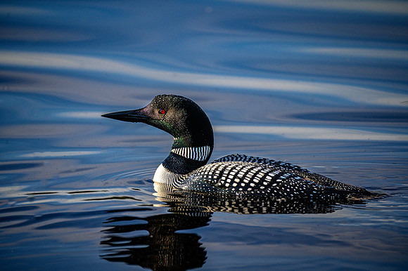Z62_7839-Edit.jpg