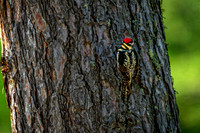 Z62_7985-Edit.jpg
