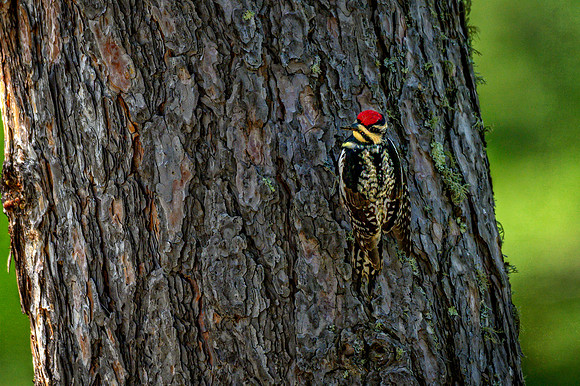 Z62_7985-Edit.jpg