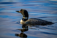 Z62_7846-Edit.jpg