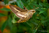 Hummingbird Moth No. 3.jpg