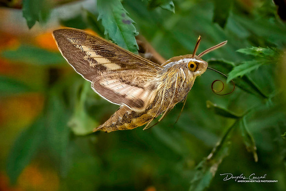 Hummingbird Moth No. 3.jpg