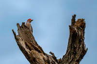 Z62_8513-Edit-Edit.jpg
