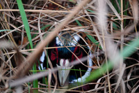 Pheasants Forever Youth Mentor Hunt 2011