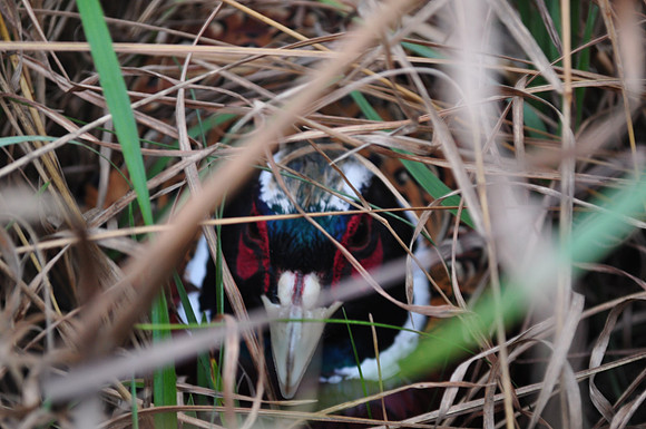 Pheasants Forever Youth Mentor Hunt 2011