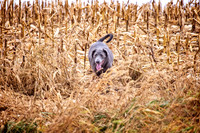 DSC_1152-Edit