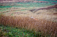 DSC_1170-Edit