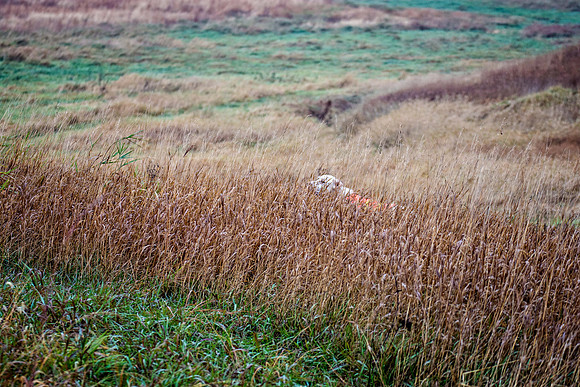 DSC_1170-Edit