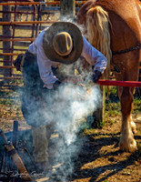 Hot Shoeing a Belgian Horse