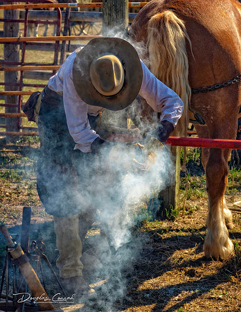 Hot Shoeing a Belgian Horse