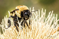 Bumbling Around