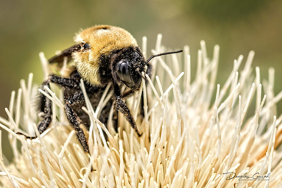 Bumbling Around