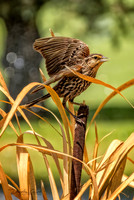 Baby Blackbird