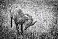 Badland's Ram