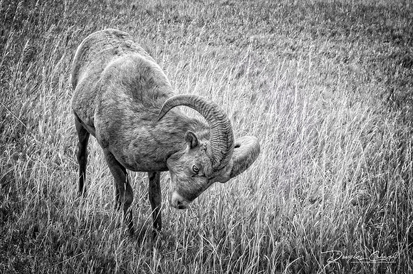 Badland's Ram