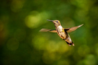 Hovering.jpg