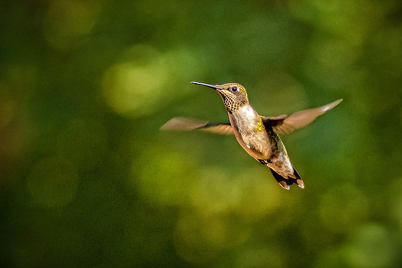 Hovering.jpg