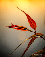 Radiance of Fall