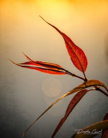 Radiance of Fall