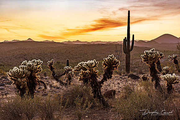 Dusk on the Sonoran Desert Arizona