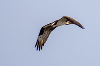 _7201052.jpg
