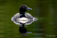 Loon on Fall Lake