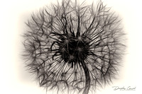 Dandelion Pappus