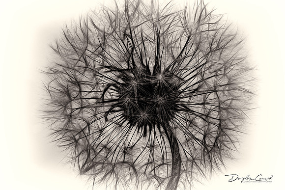 Dandelion Pappus
