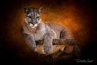 Black Hills Cougar