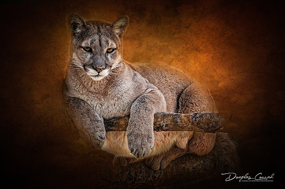 Black Hills Cougar